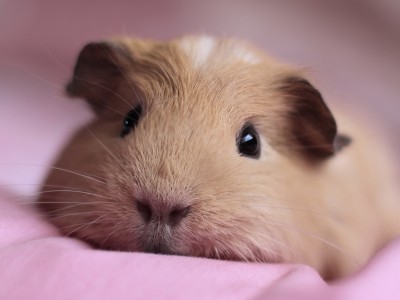 Морская свинка Момоша — выездной зоопарк Морская свинка Момоша — выездной зоопарк