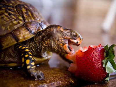 Черепаха Краска — выездной зоопарк Черепаха Краска — выездной зоопарк